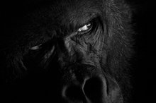 Ричард. Чехия, 2014 Самец гориллы напряженно всматривается в будущее.