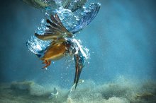 Зимородок. Мала Суботица, Хорватия, 2014 Редкий кадр запечатлел мгновение, когда зимородок хватает рыбу под водой.